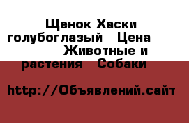Щенок Хаски голубоглазый › Цена ­ 6 000 -  Животные и растения » Собаки   